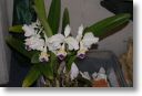 Neu-Ulmer Orchideentage 2012 149.jpg